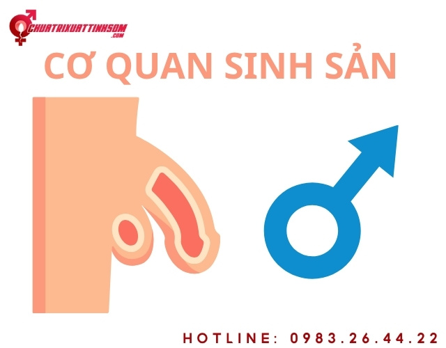 Cậu nhỏ là gì hướng dẫn làm tăng kích thước dương vật tại nhà