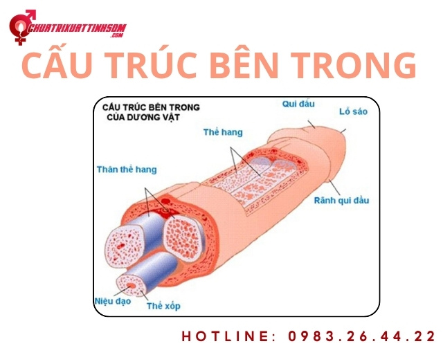 Cấu tạo và tăng kích thước dương vật